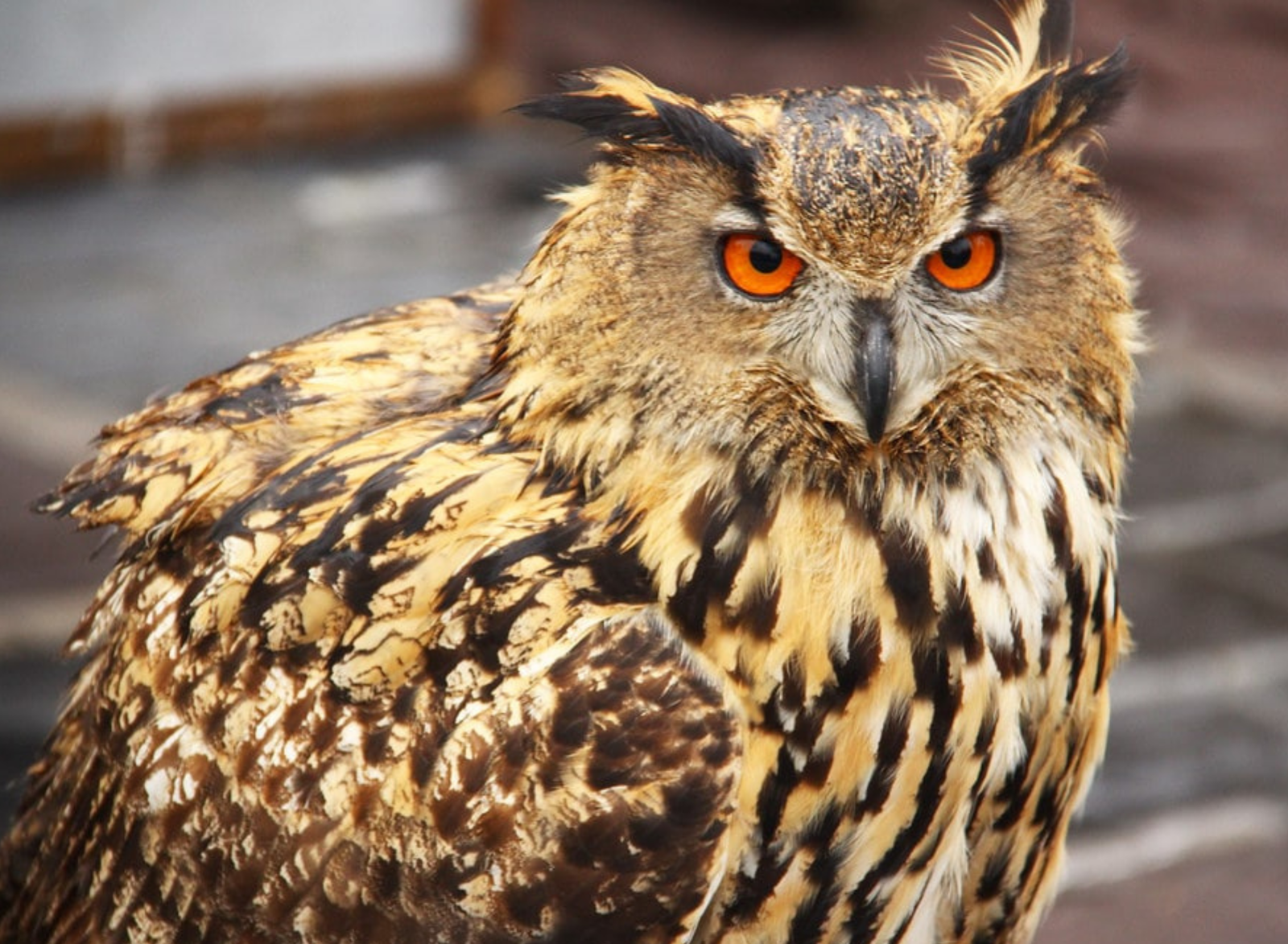 Avistamiento de aves en Sierra Espuña