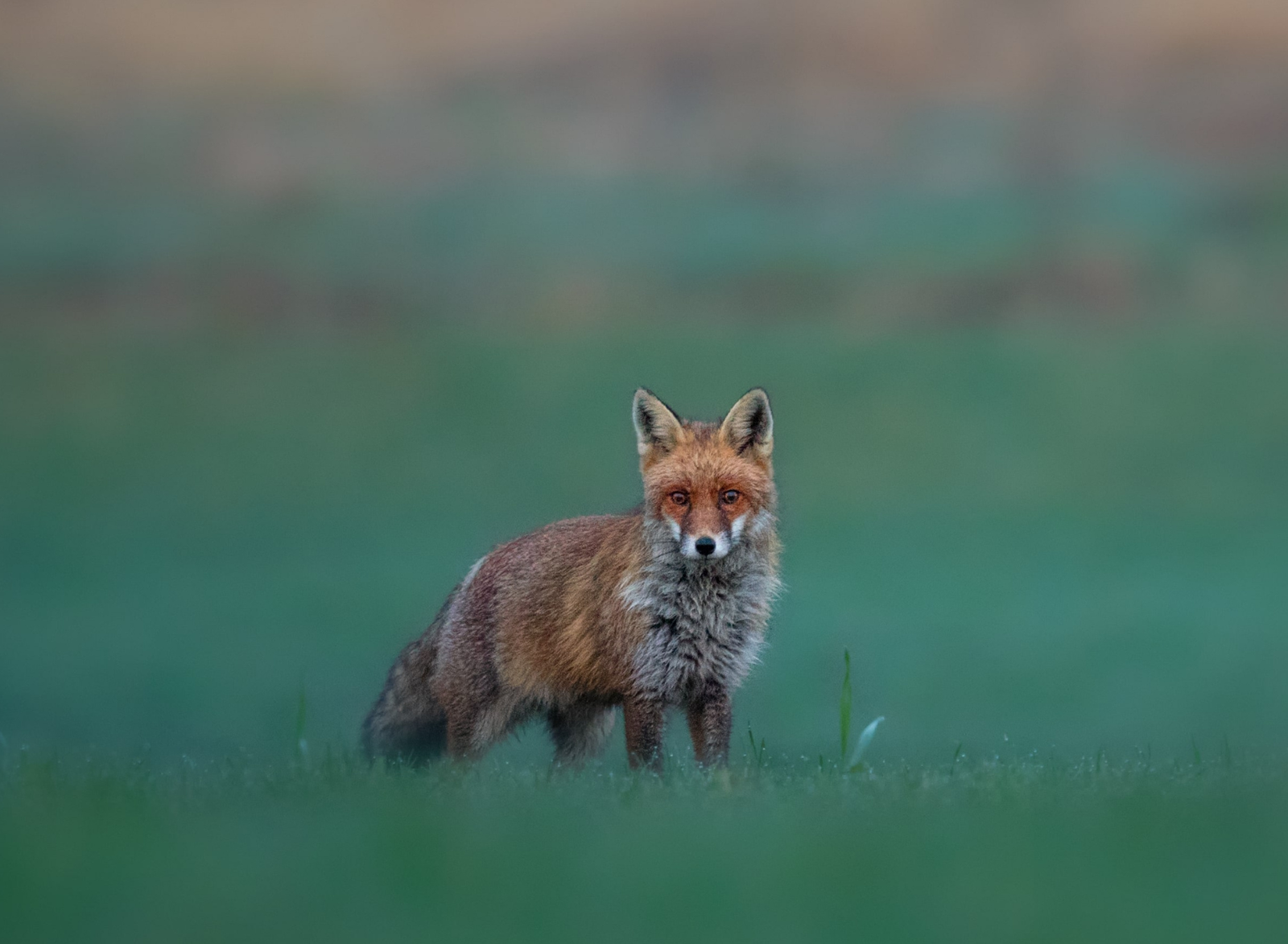 Ver Zorro en Sierra Espuña